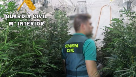 Plantaci&oacute;n de marihuana en Albox (Almer&iacute;a)