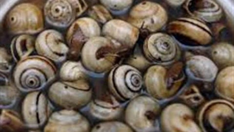La Ruta del Caracol y la Cabrilla se desarrollar&aacute; entre abril y junio