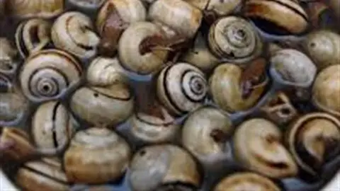 La Ruta del Caracol y la Cabrilla se desarrollará entre abril y junio La Ruta del Caracol y la Cabrilla se desarrollará entre abril y junio
