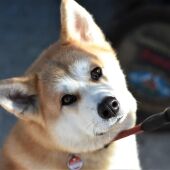 Perro akita