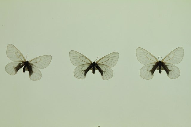 El efecto mariposa: "Desde las culturas aztecas las idealizamos como síntoma de la primavera, tranquilidad y amor" El efecto mariposa: "Desde las culturas aztecas las idealizamos como síntoma de la primavera, tranquilidad y amor"