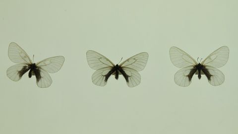 Mariposas disecadas
