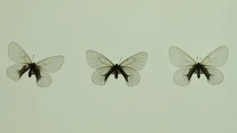 Mariposas disecadas Mariposas disecadas