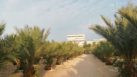 Elche.