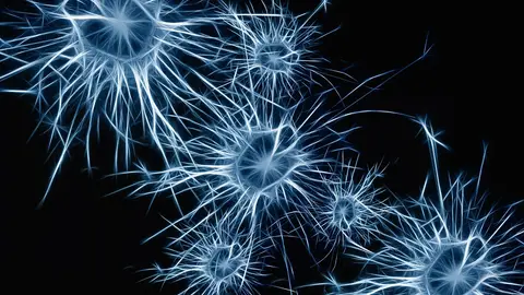 neuronas neuronas