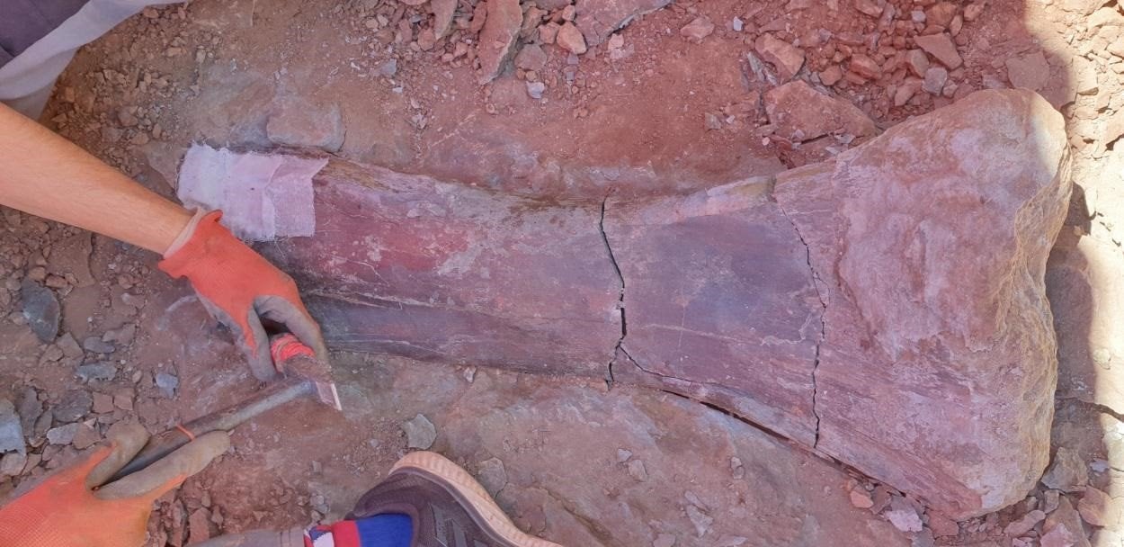 Hallan un nuevo yacimiento con restos de dinosaurio saurópodo en Morella Hallan un nuevo yacimiento con restos de dinosaurio saurópodo en Morella