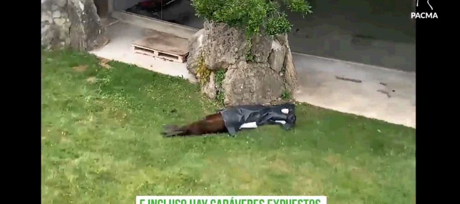 Vídeo de Pacma en la que se muestra el cadáver del Léon Marino Vídeo de Pacma en la que se muestra el cadáver del Léon Marino