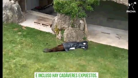 Le&oacute;n Marino muerto en el zoo de La Magdalena