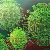 coronavirus coronavirus