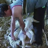 esquiladores esquiladores