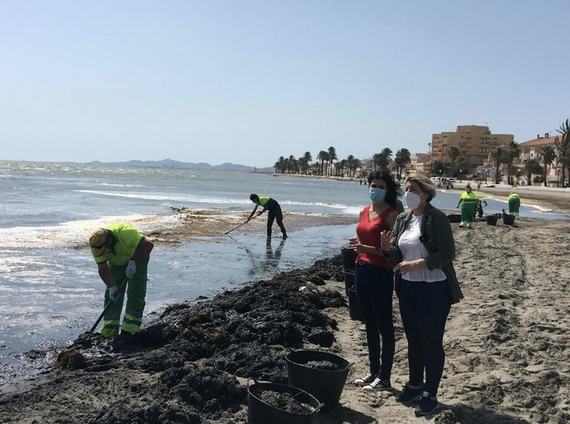 Mar Menor. El Ayuntamiento de Cartagena pidió a Costas autorización para limpiar los fondos con la araña finlandesa. Mar Menor. El Ayuntamiento de Cartagena pidió a Costas autorización para limpiar los fondos con la araña finlandesa.