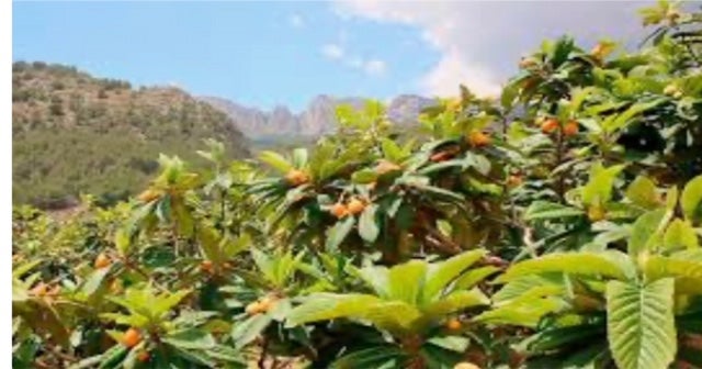 Las altas temperaturas de mayo echa a perder el 20 de la cosecha del níspero de Callosa Las altas temperaturas de mayo echa a perder el 20 de la cosecha del níspero de Callosa