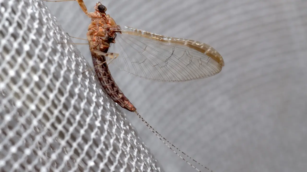 Las alas de los insectos y las branquias de las efimeras podrian compartir origen evolutivo Las alas de los insectos y las branquias de las efimeras podrian compartir origen evolutivo