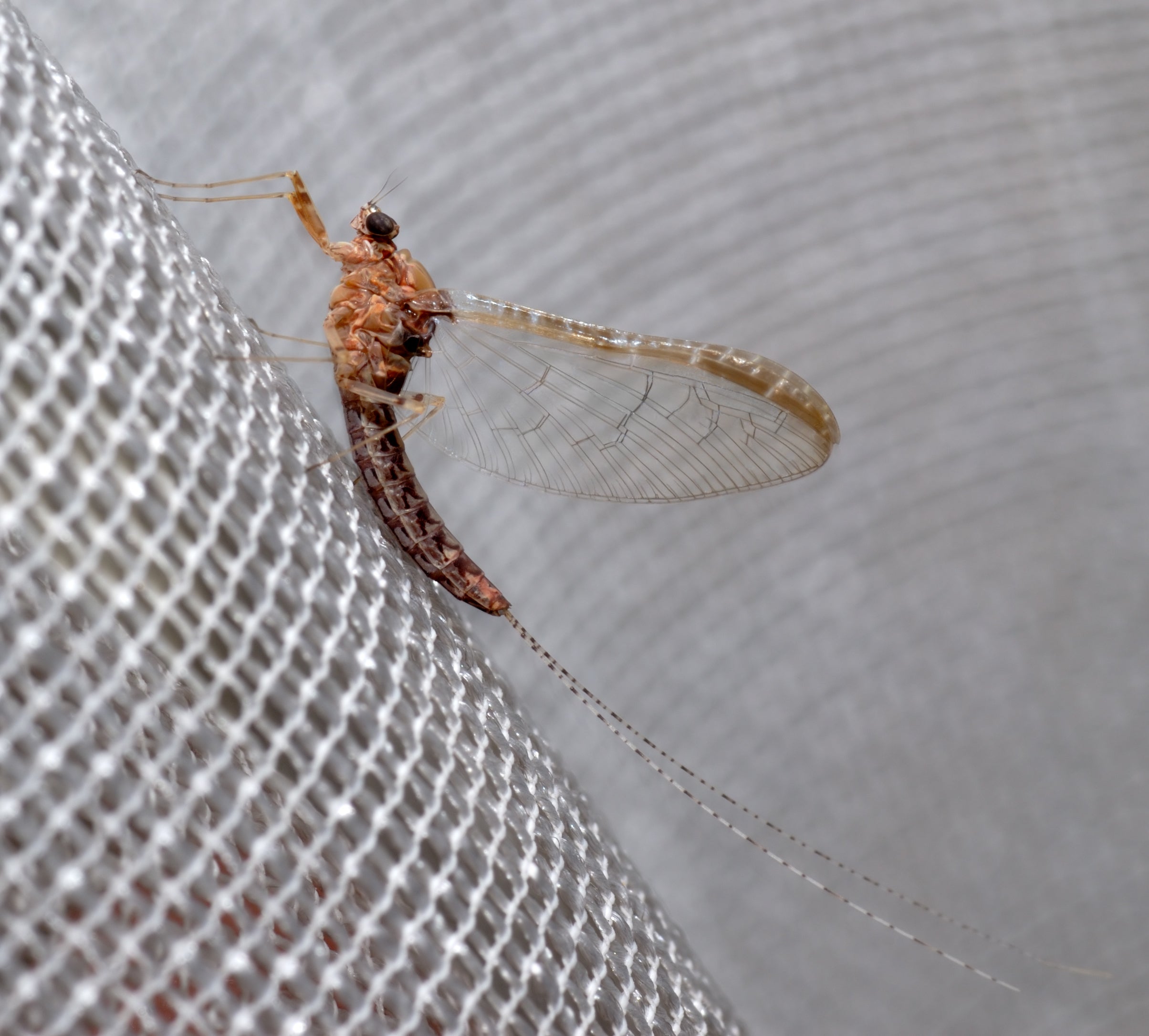 La Brújula de la ciencia: ¿Cómo eran los primeros insectos? episode artwork