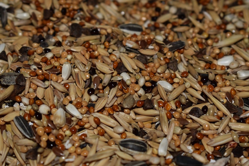 El consumo de cereales integrales mejora el sistema inmunitario El consumo de cereales integrales mejora el sistema inmunitario