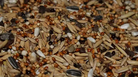 El consumo de cereales integrales mejora el sistema inmunitario en buenas manos