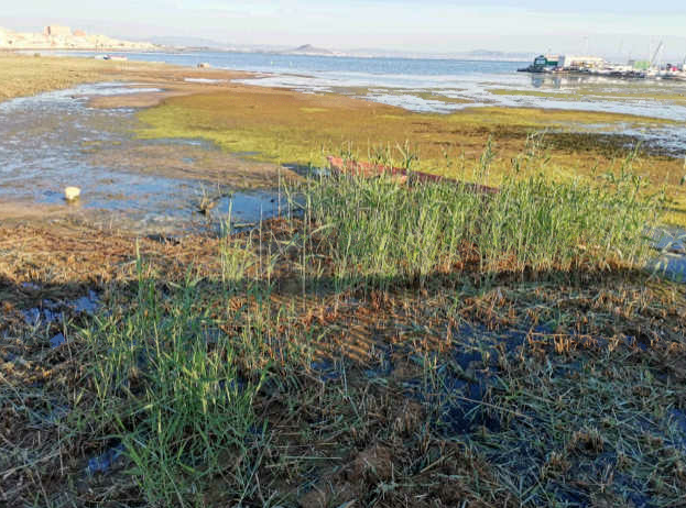 Mar Menor. El PSOE no incluye prohibir el uso de fertilizantes de alta solubilidad y de gran poder contaminante. Mar Menor. El PSOE no incluye prohibir el uso de fertilizantes de alta solubilidad y de gran poder contaminante.