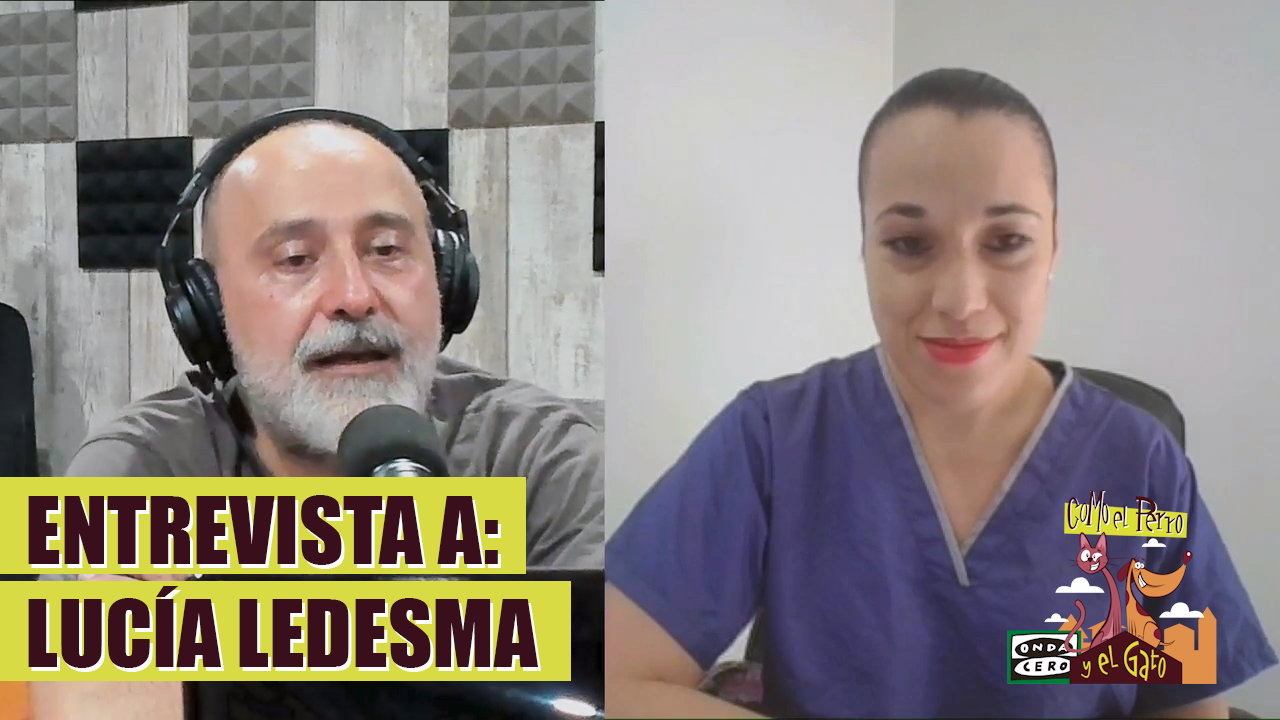 Harley, el perro que calma el stress de los médicos de México durante la pandemia Harley, el perro que calma el stress de los médicos de México durante la pandemia