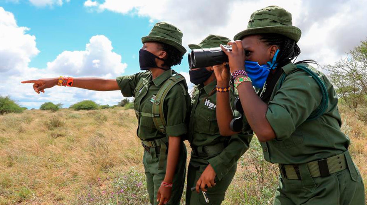 Historia de las leonas de Amboseli Historia de las leonas de Amboseli
