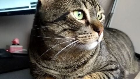 Gatos dom&eacute;sticos