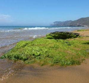 Eutrofización en Calblanque Eutrofización en Calblanque