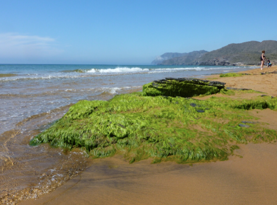 Medio Ambiente mantiene parada la desalobradora de Arco Sur por constituir un riesgo para el medio marino Medio Ambiente mantiene parada la desalobradora de Arco Sur por constituir un riesgo para el medio marino