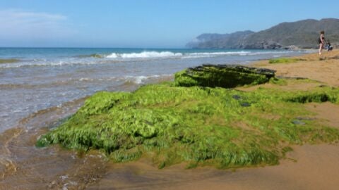 Eutrofización en Calblanque Eutrofización en Calblanque