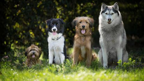 Perros (archivo)