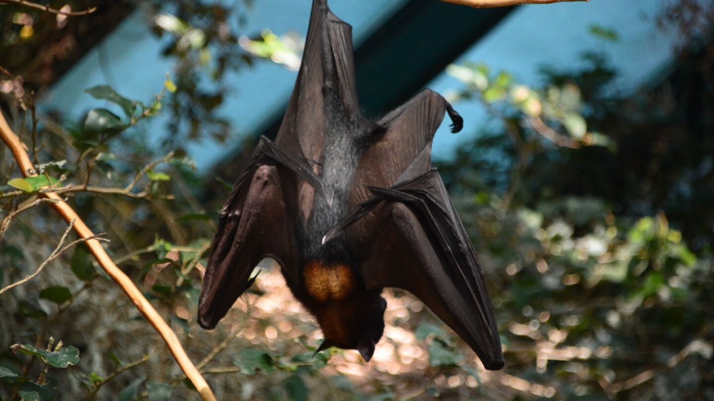 Imagen de archivo de un murci&eacute;lago