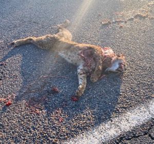 Lince atropellado en Viso del Marqués Lince atropellado en Viso del Marqués