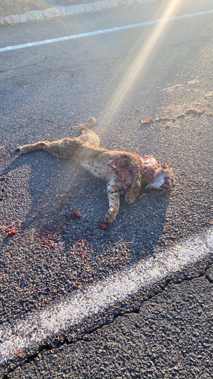 Atropellado un lince ibérico cerca de Viso del Marqués. Atropellado un lince ibérico cerca de Viso del Marqués.