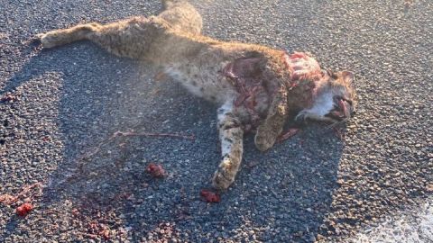 Lince atropellado en Viso del Marqu&eacute;s