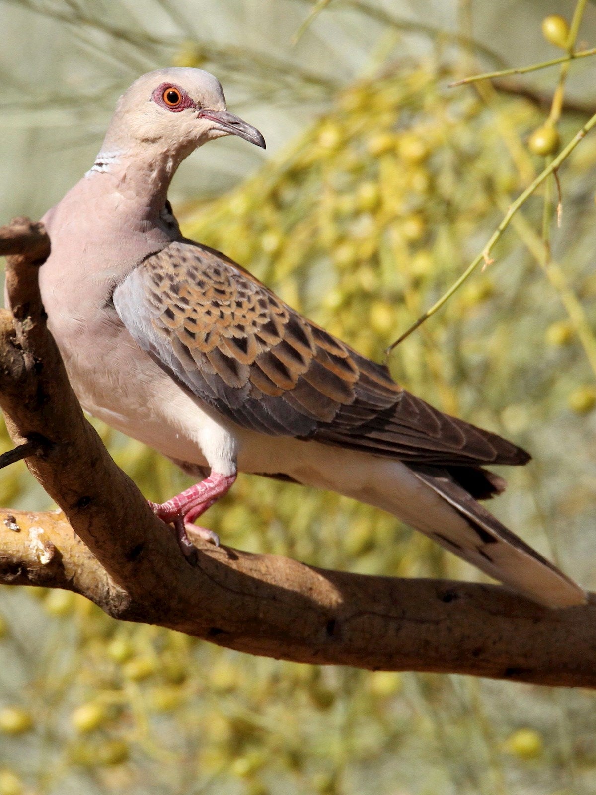 ¿Cómo tenemos que cocinar la liebre o la perdiz? ¿Cómo tenemos que cocinar la liebre o la perdiz?