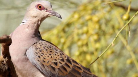 Huelga indefinida de caza en Catalu&ntilde;a