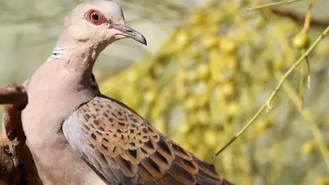 Huelga indefinida de caza en Cataluña Huelga indefinida de caza en Cataluña