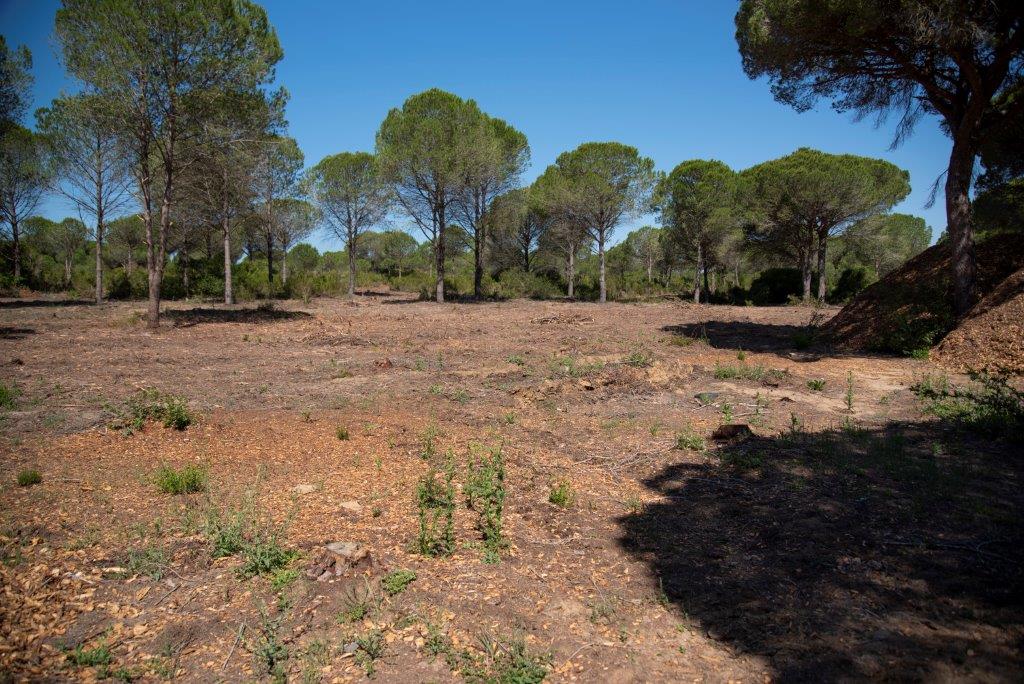 Ecologistas denuncia que la Junta "arrasa" la Dehesa de las Yeguas Ecologistas denuncia que la Junta "arrasa" la Dehesa de las Yeguas