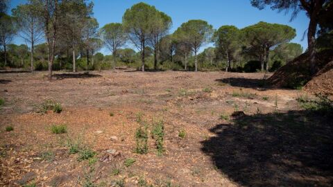 Dehesa de las Yeguas, en Puerto Real