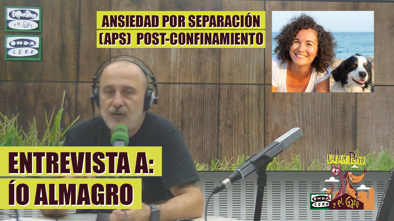 ¿Cómo acostumbrar a nuestro perro a la vuelta a la normalidad tras el confinamiento? ¿Cómo acostumbrar a nuestro perro a la vuelta a la normalidad tras el confinamiento?