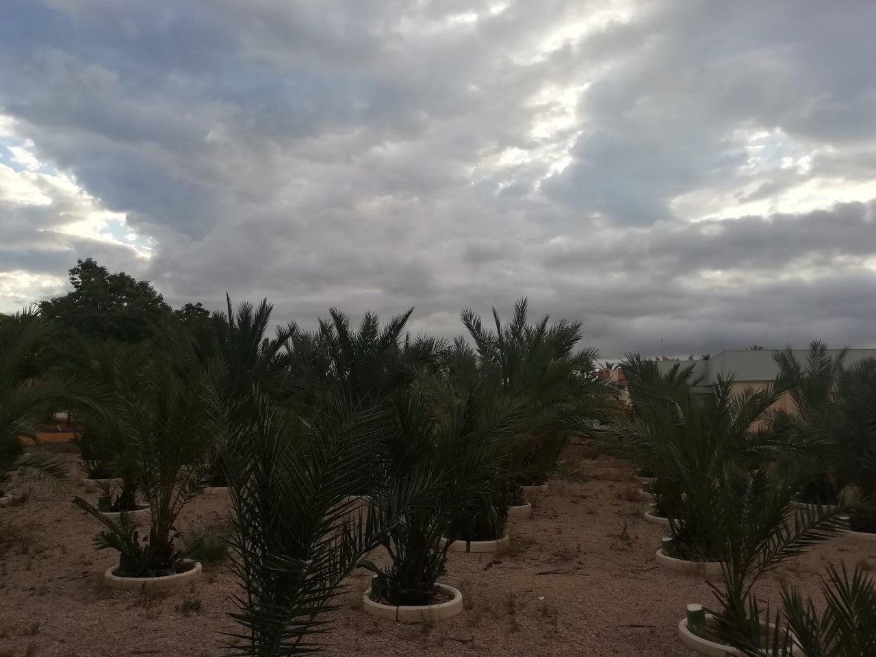 Elche, Santa Pola y Crevillent esperan un jueves con posibilidad de lluvia puntual, pero en principio de carácter débil Elche, Santa Pola y Crevillent esperan un jueves con posibilidad de lluvia puntual, pero en principio de carácter débil