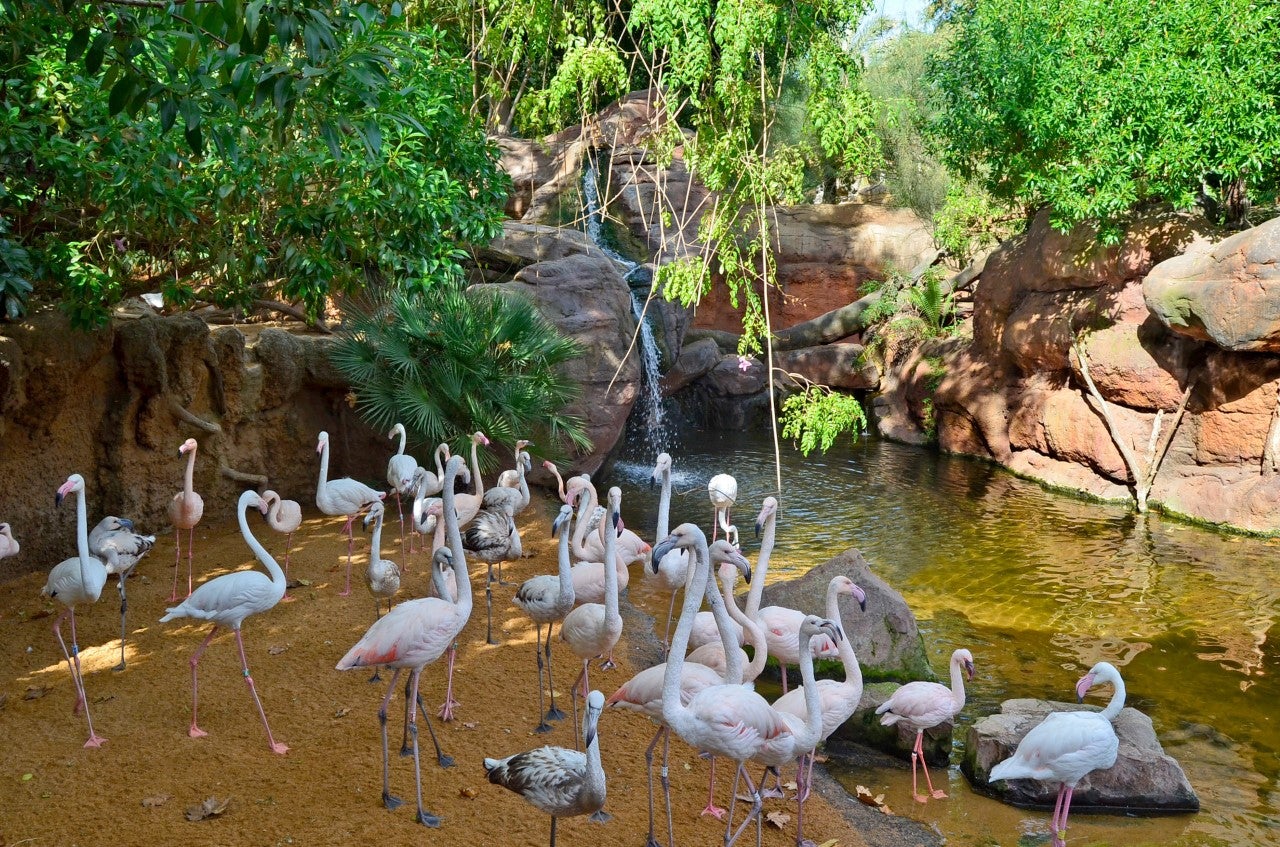 Bioparc Fuengirola monitoriza su recinto para la reapertura Bioparc Fuengirola monitoriza su recinto para la reapertura