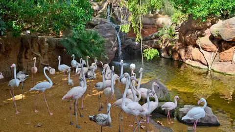 Bioparc Fuengirola prepara su reapertura. Tras la pandemia