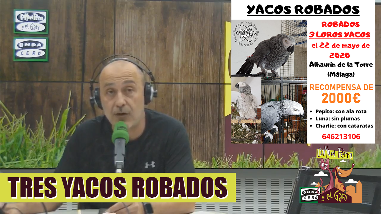 Tres yacos de cola roja son sustraídos de un refugio en Alhaurín de la Torre Tres yacos de cola roja son sustraídos de un refugio en Alhaurín de la Torre