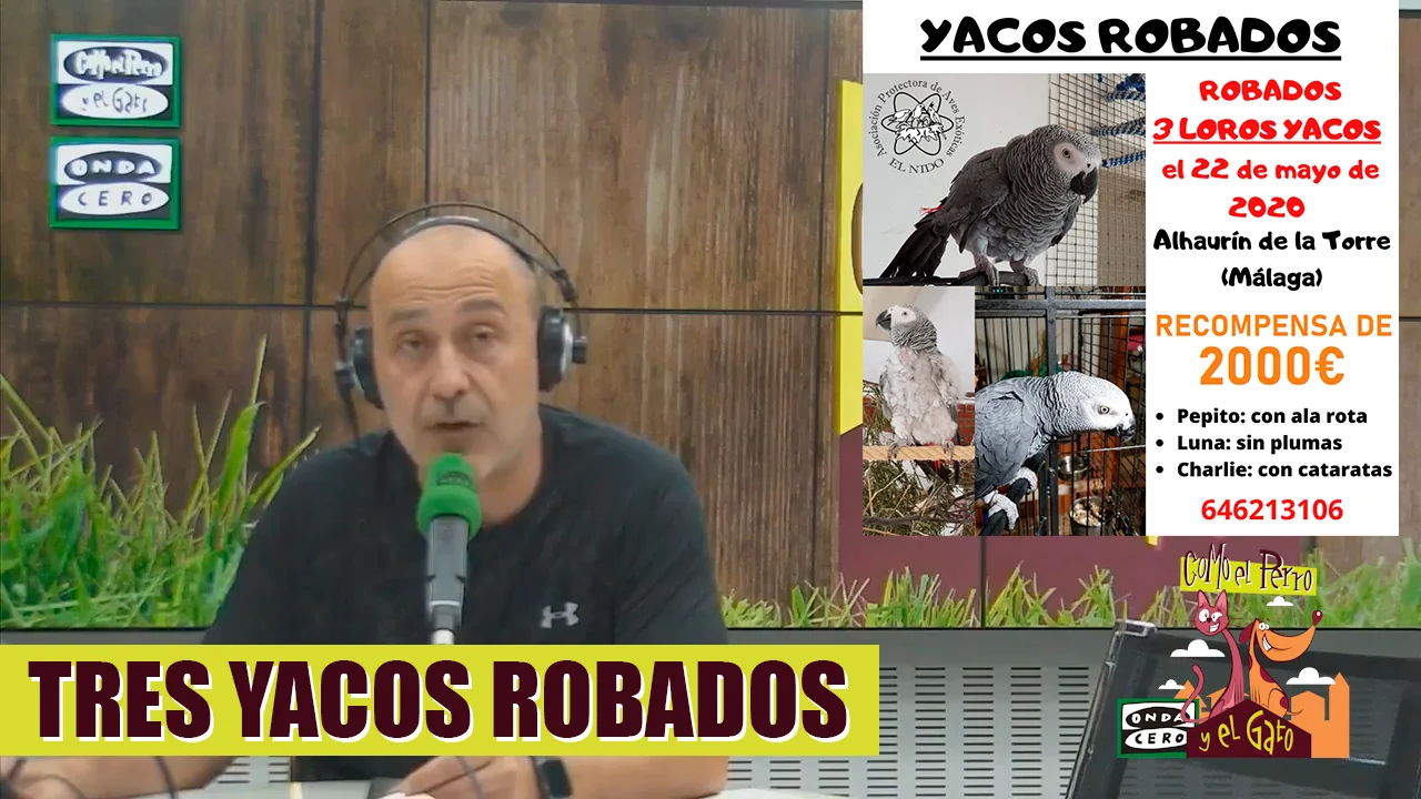 Yacos robados