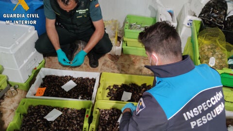 El marisco proviene de la pesca furtiva