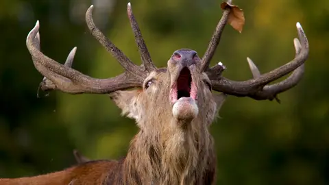 Los machos de ciervos con mas rivales producen cuernas mas grandes pero viven menos Los machos de ciervos con mas rivales producen cuernas mas grandes pero viven menos