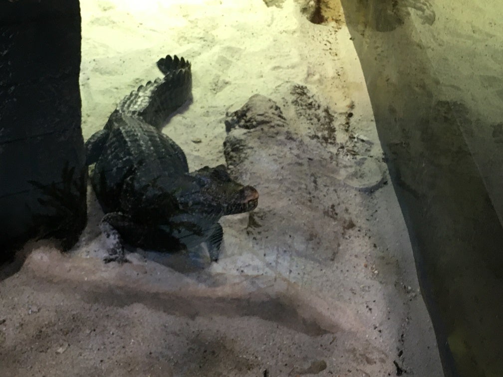 Un caimán Cuvier, estrella en el Acuario de Zaragoza Un caimán Cuvier, estrella en el Acuario de Zaragoza