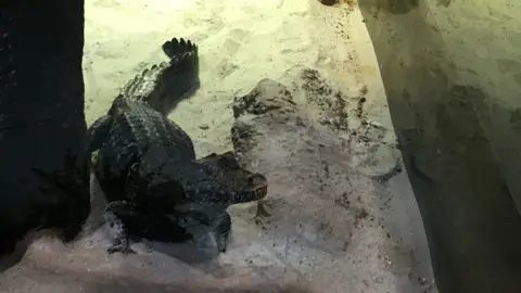 Caiman Cuvier Nuevo caimán en el Acuario de Zaragoza