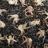 Arroz negro con calamares