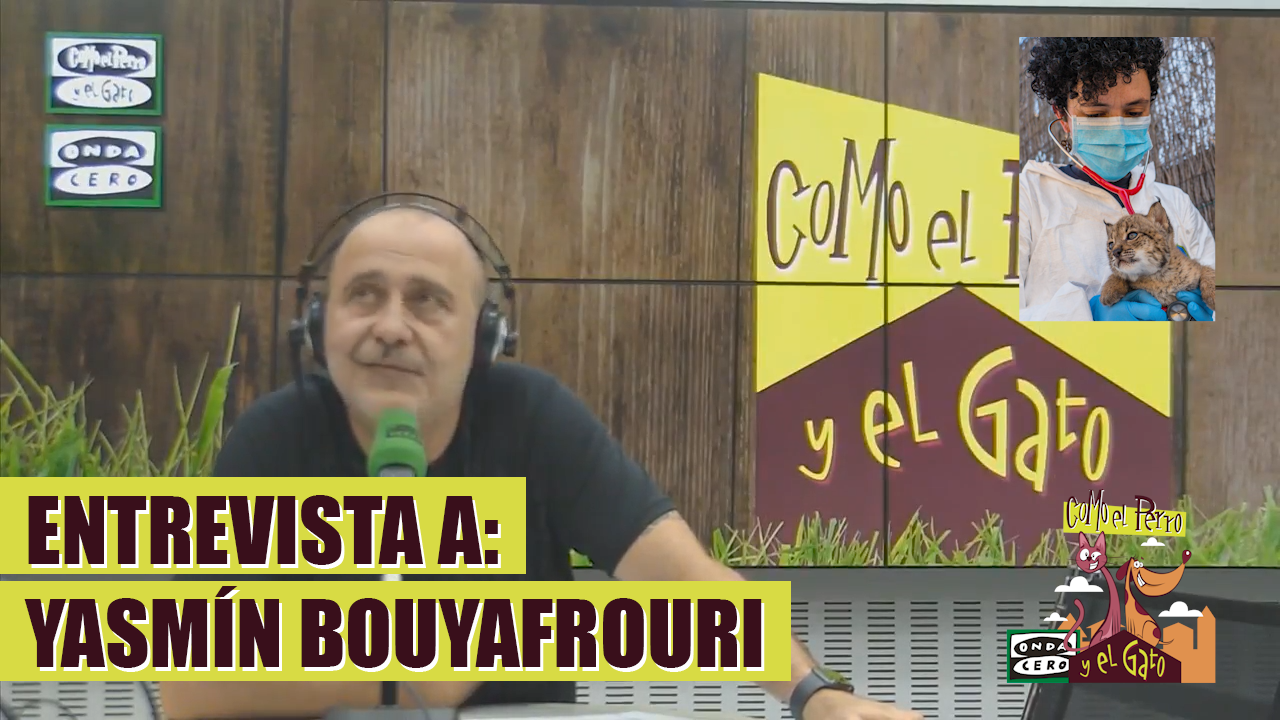 La concienciación y el trabajo en los centros, fundamentales para la preservación del lince ibérico La concienciación y el trabajo en los centros, fundamentales para la preservación del lince ibérico