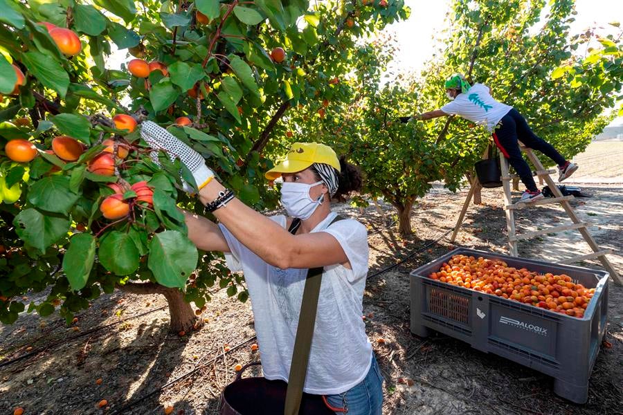 El sector agroalimentario, paracaídas de la economía malagueña El sector agroalimentario, paracaídas de la economía malagueña